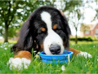 How to Keep Pets Cool