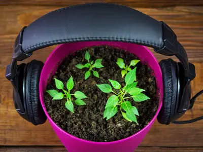 Gardening Podcast - Listening in the Garden