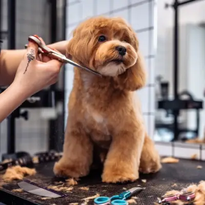 Dog Grooming Diploma Course
