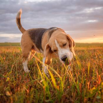 Animal Care Courses | Animal Behaviour Courses - Centre of Excellence Animal Care Courses | Animal Behaviour Courses - Centre of Excellence