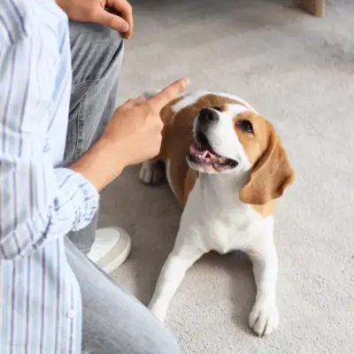 Animal Care Mastery Collection