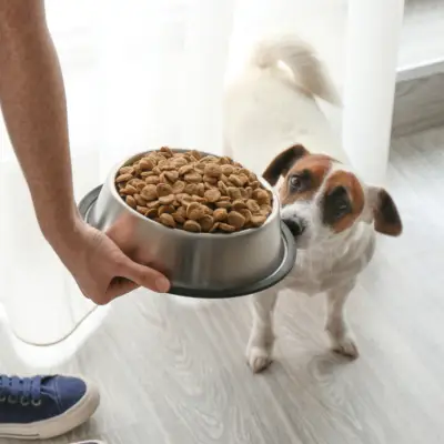 Canine Nutrition Diploma Course