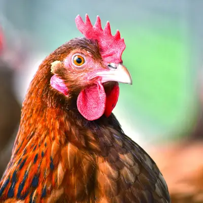 Chicken Keeping Diploma Course