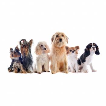 Dog Grooming Diploma Course
