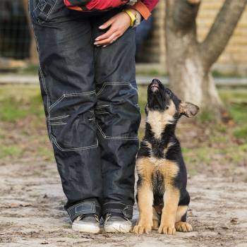Puppy Training Diploma Course