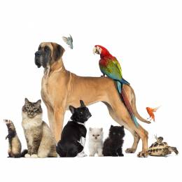 Pet Care Business Diploma Course