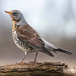 Birdwatching Diploma Course