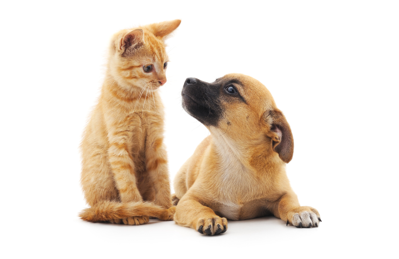 The Puppy Socialisation Checklist