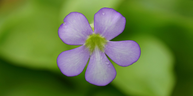 Butterwort plant in natural environment, carnivorous plants