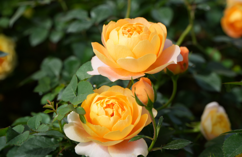yellow roses in garden