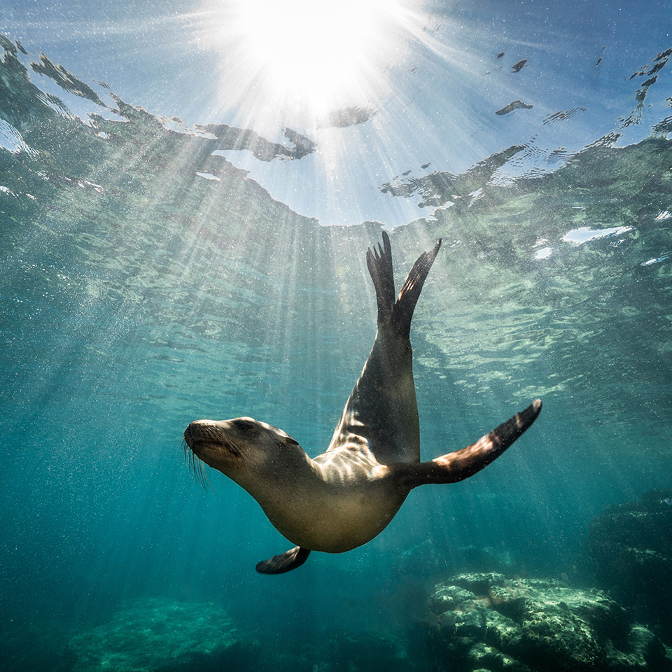 A California sea lion seal underwater enjoying the rays of the sun in Baja, California