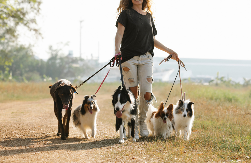What Affects a Dog Trainer's Salary?