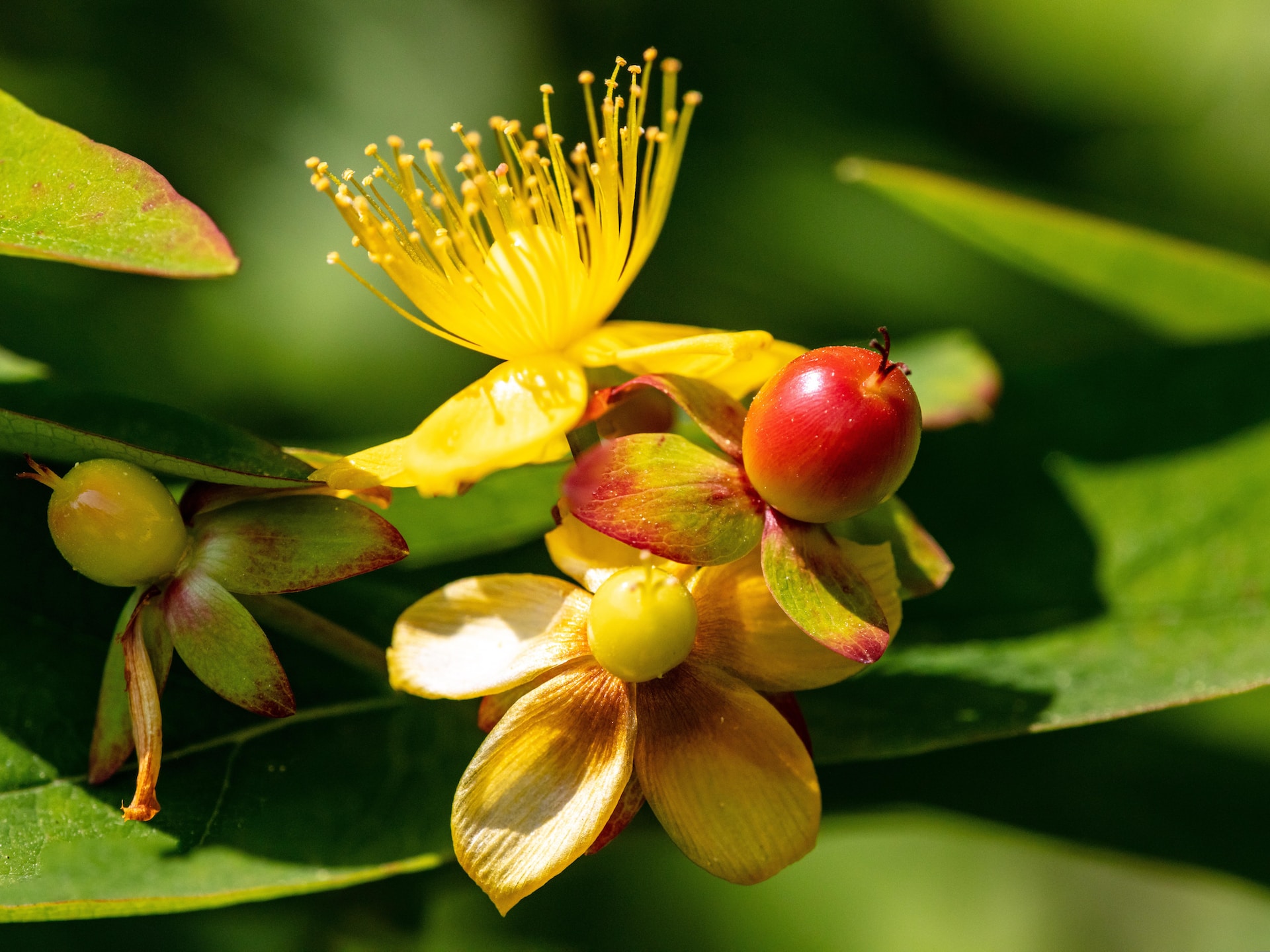 St John's Wort Herb for Protection