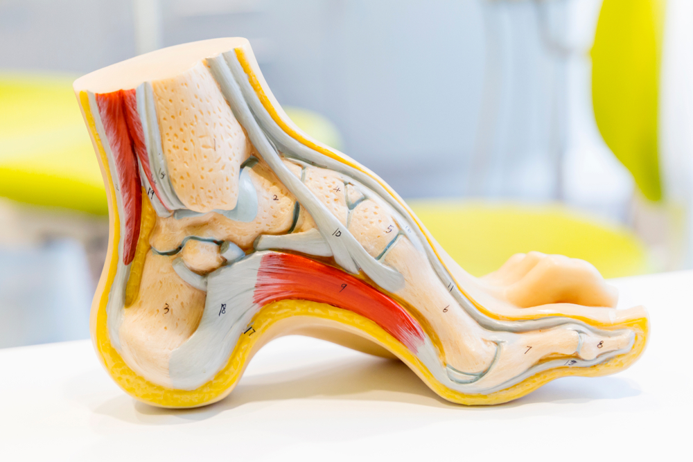 Anatomy of the foot