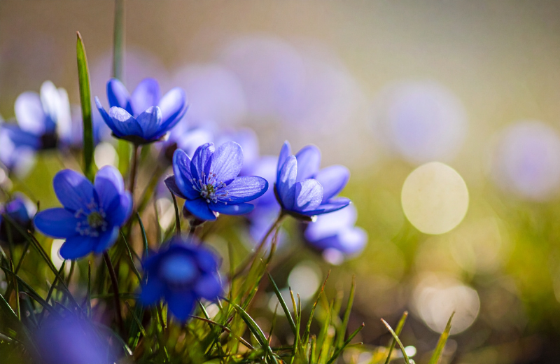 blue anemones