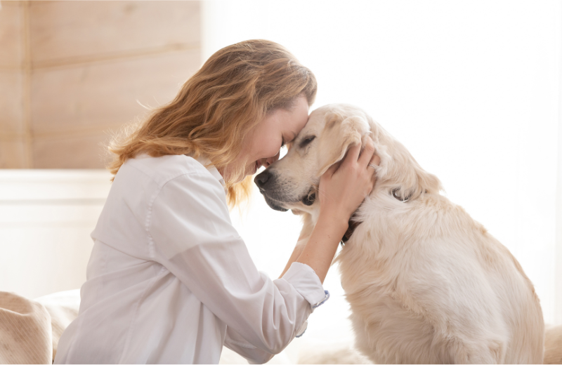 What is an Example of Positive Dog Training?