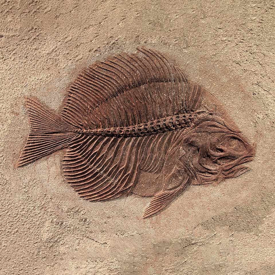 Fish fossil