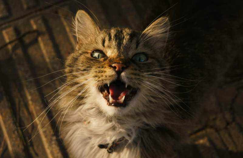 cat meowing at night