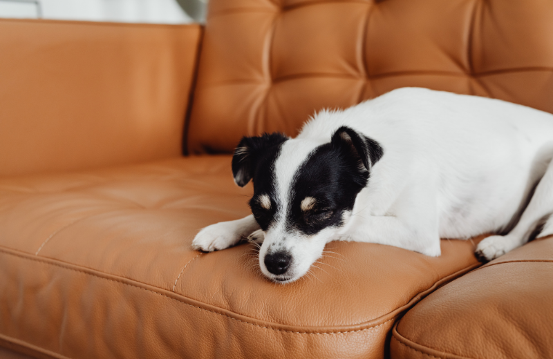 Image of a dog sleeping