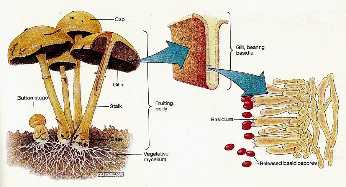 Fungi structure