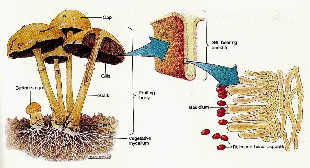 An example of the structure of fungi.