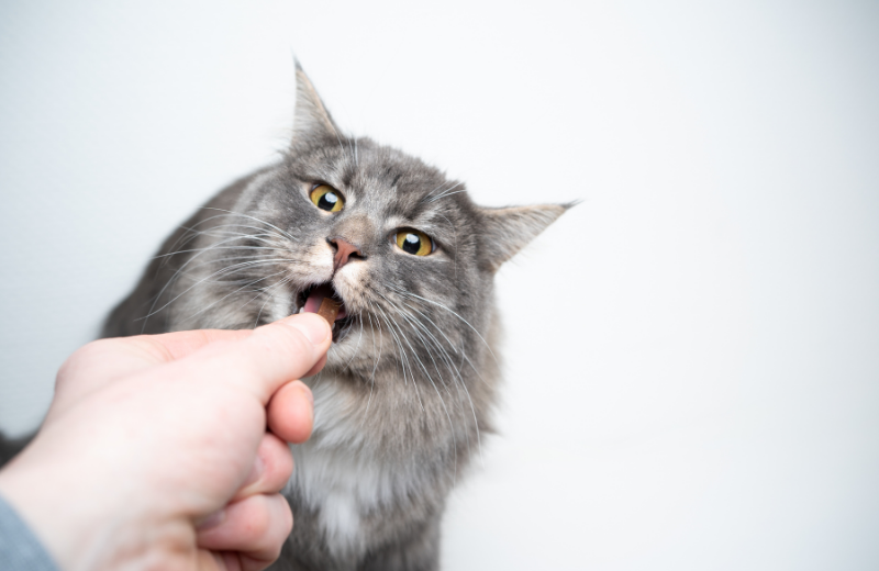 cat biting owner