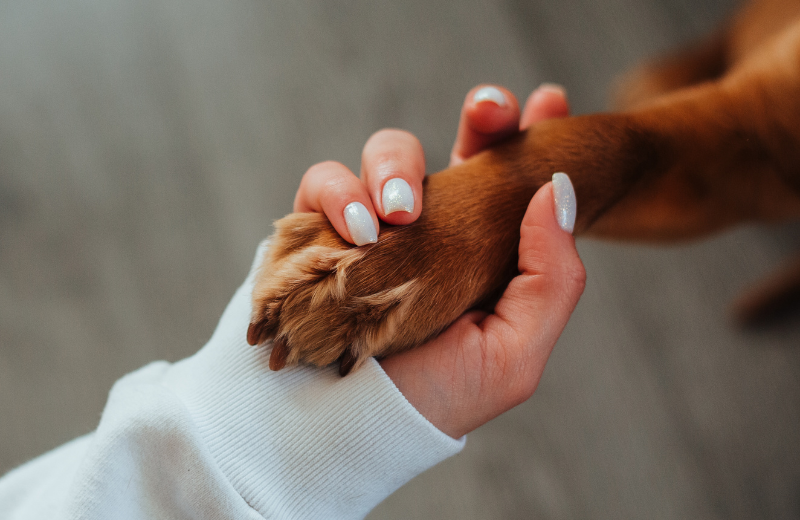 How to Teach a Dog to Paw