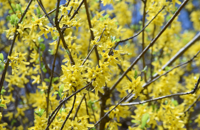 yellow Forsythia bush