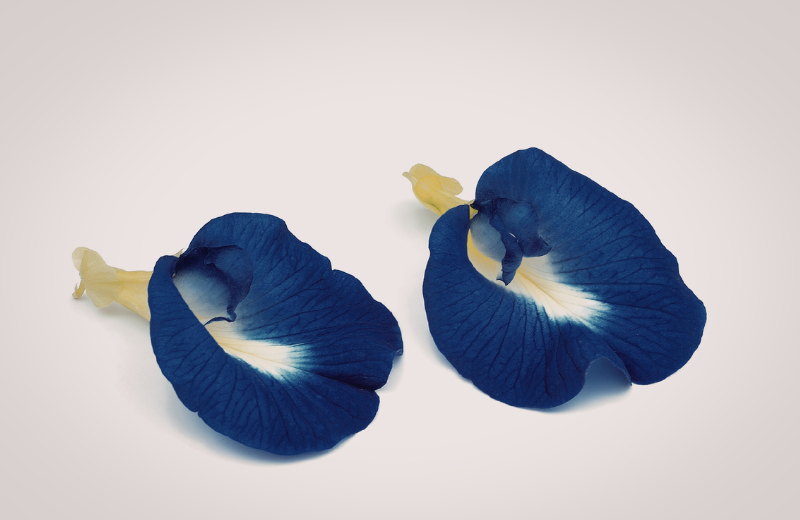 blue butterfly pea flower