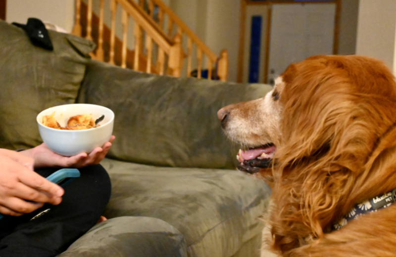 dog begging for food in bowl