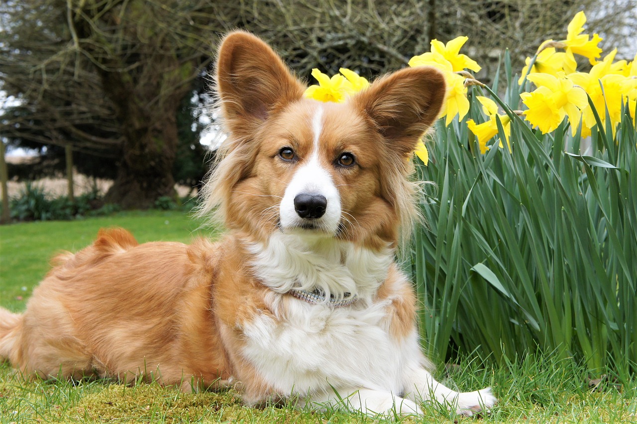 Cardigan Welsh Corgi dog