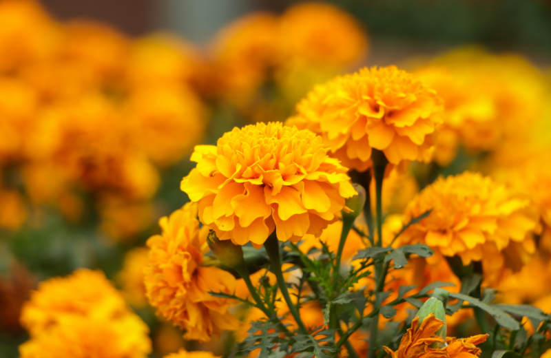 orange marigold flowers