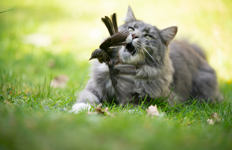 cat hunting bird