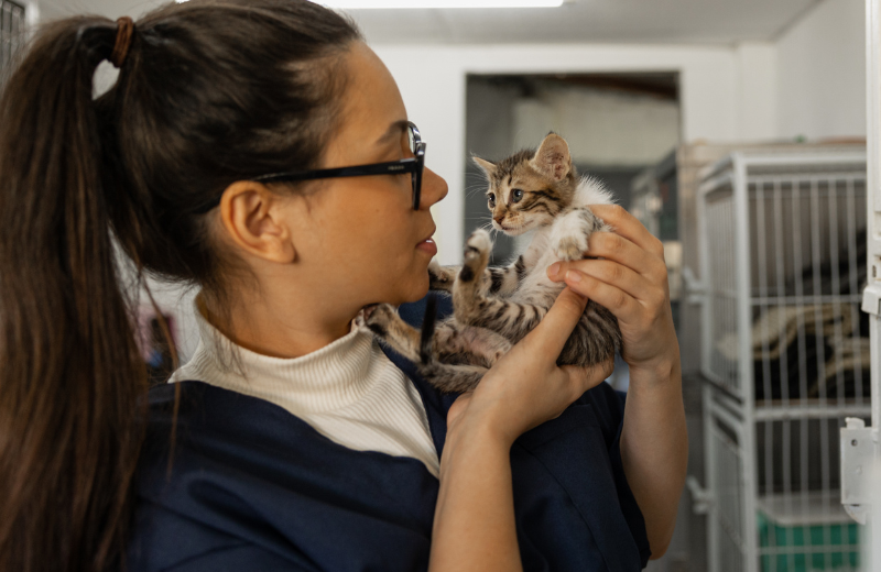 kitten being held by vet
