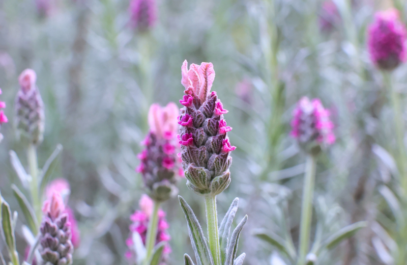 Pink Lavender