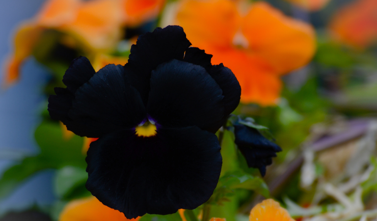 Black Pansy