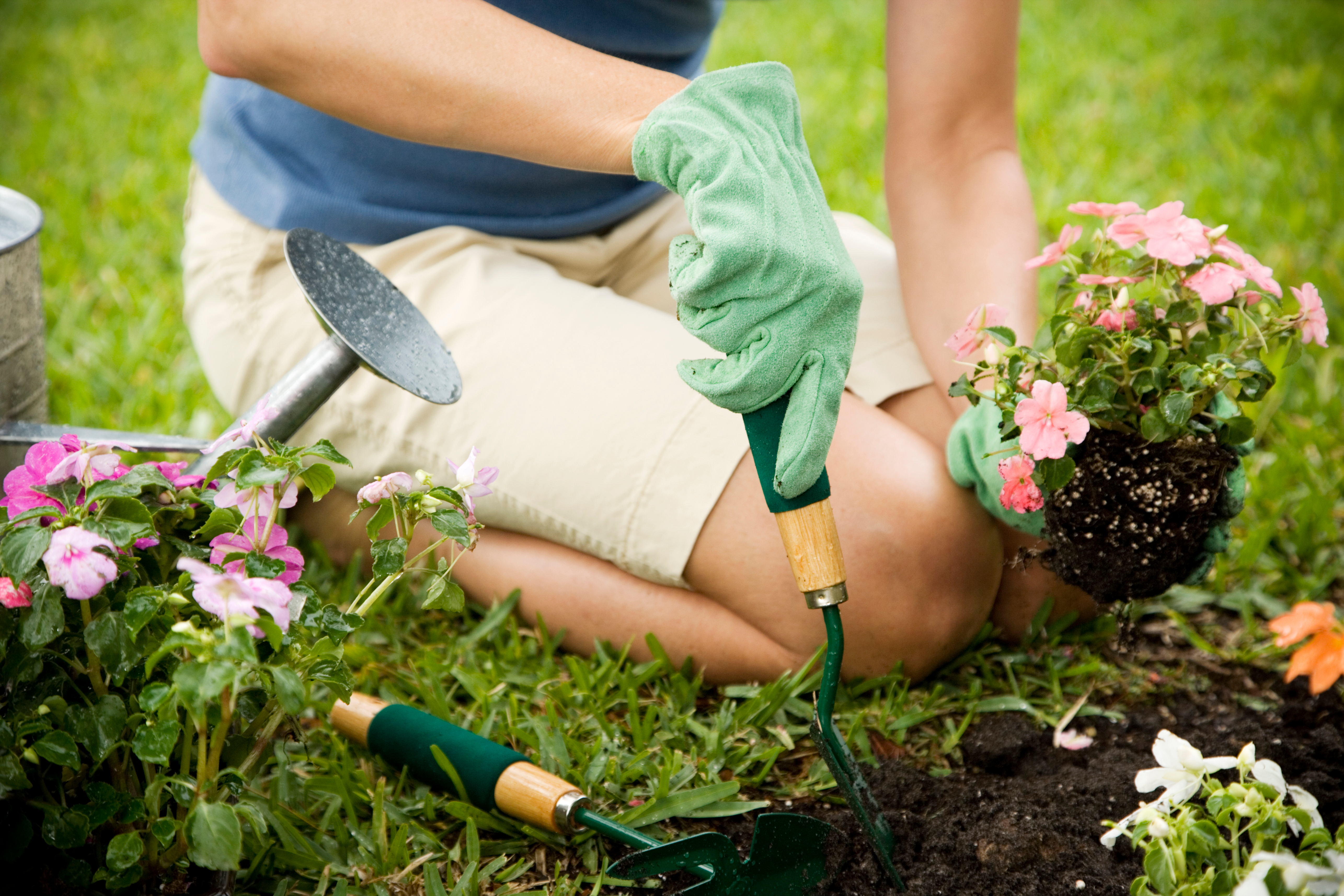 Person planting pink flowers