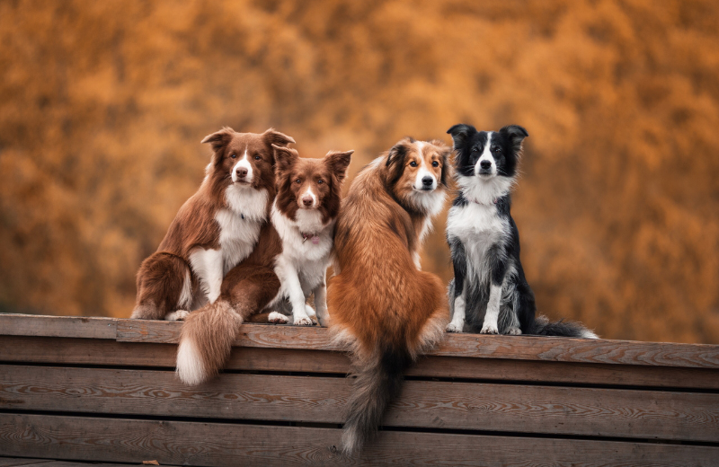 Socialisation for Deaf Dogs