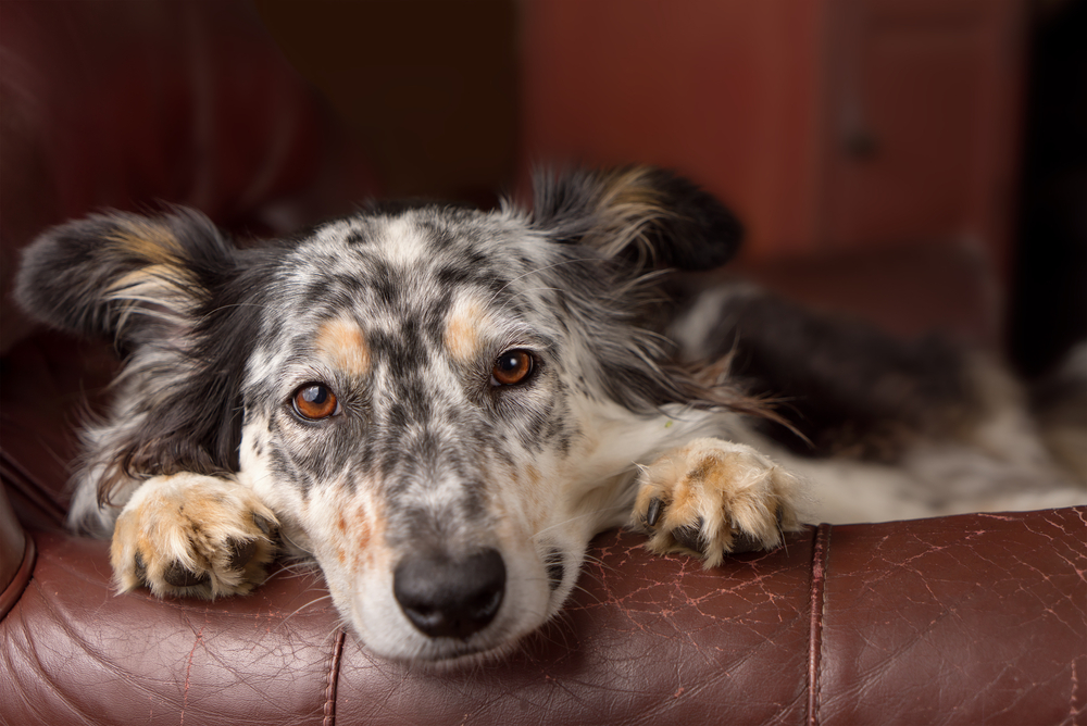 A sshelter dog resting in his new home