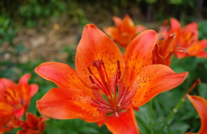 orange tiger lily flowers