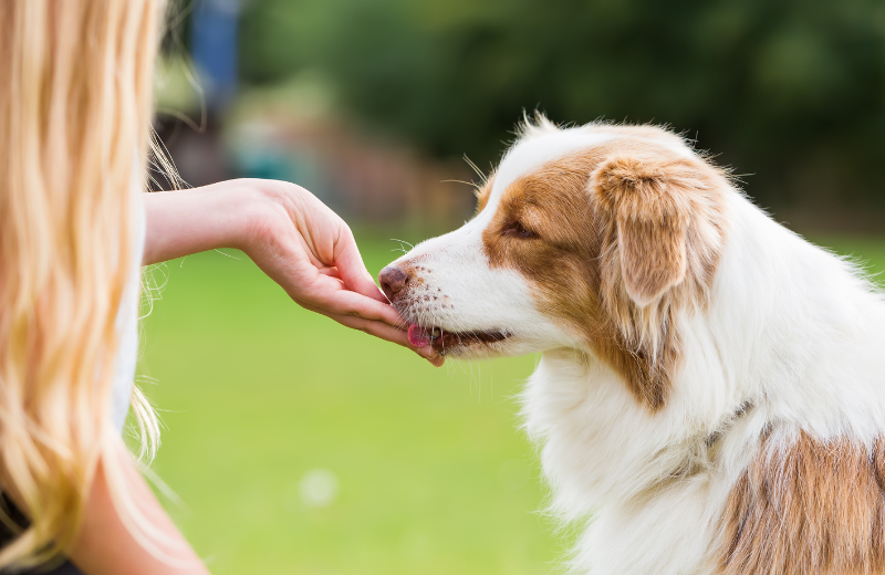 Dog eating a treat
