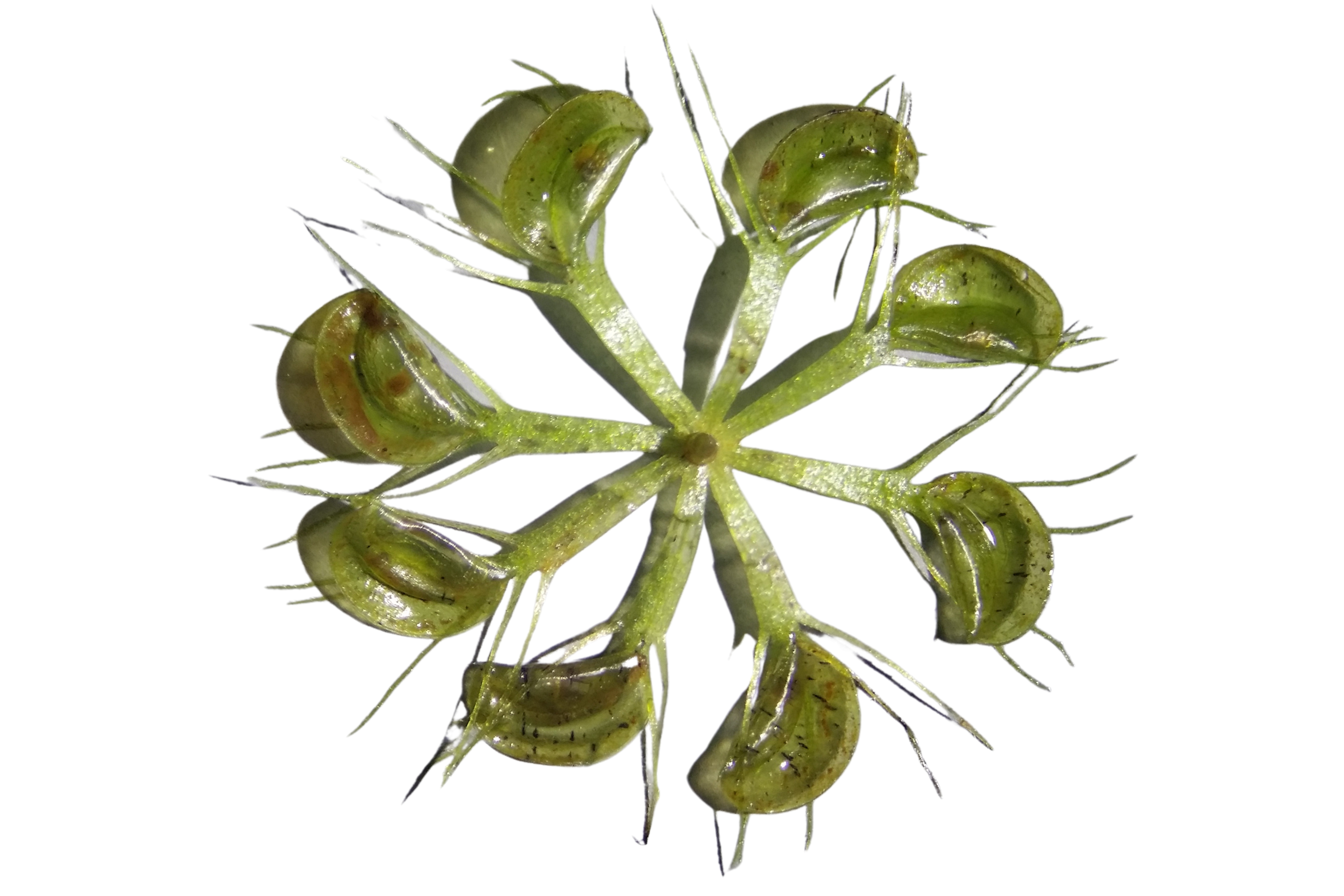Waterwheel plant, carnivorous plants
