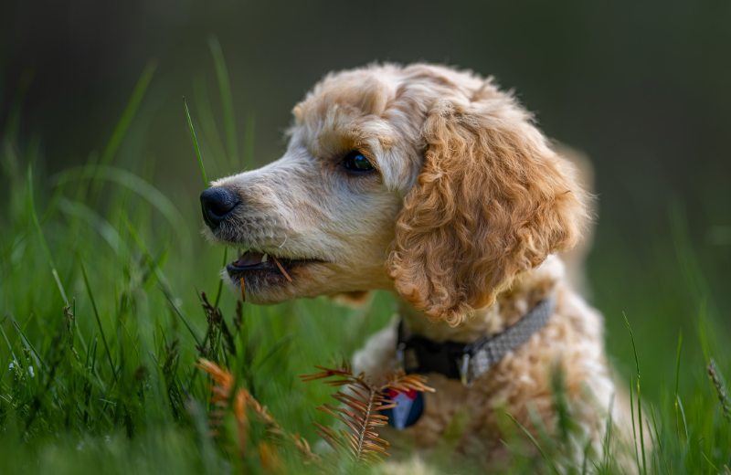 dog eating grass