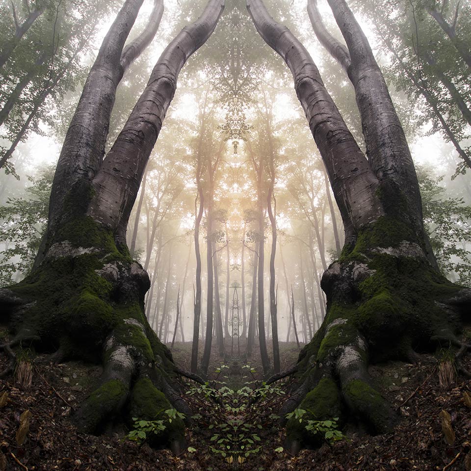Hedgewitchery Diploma Course