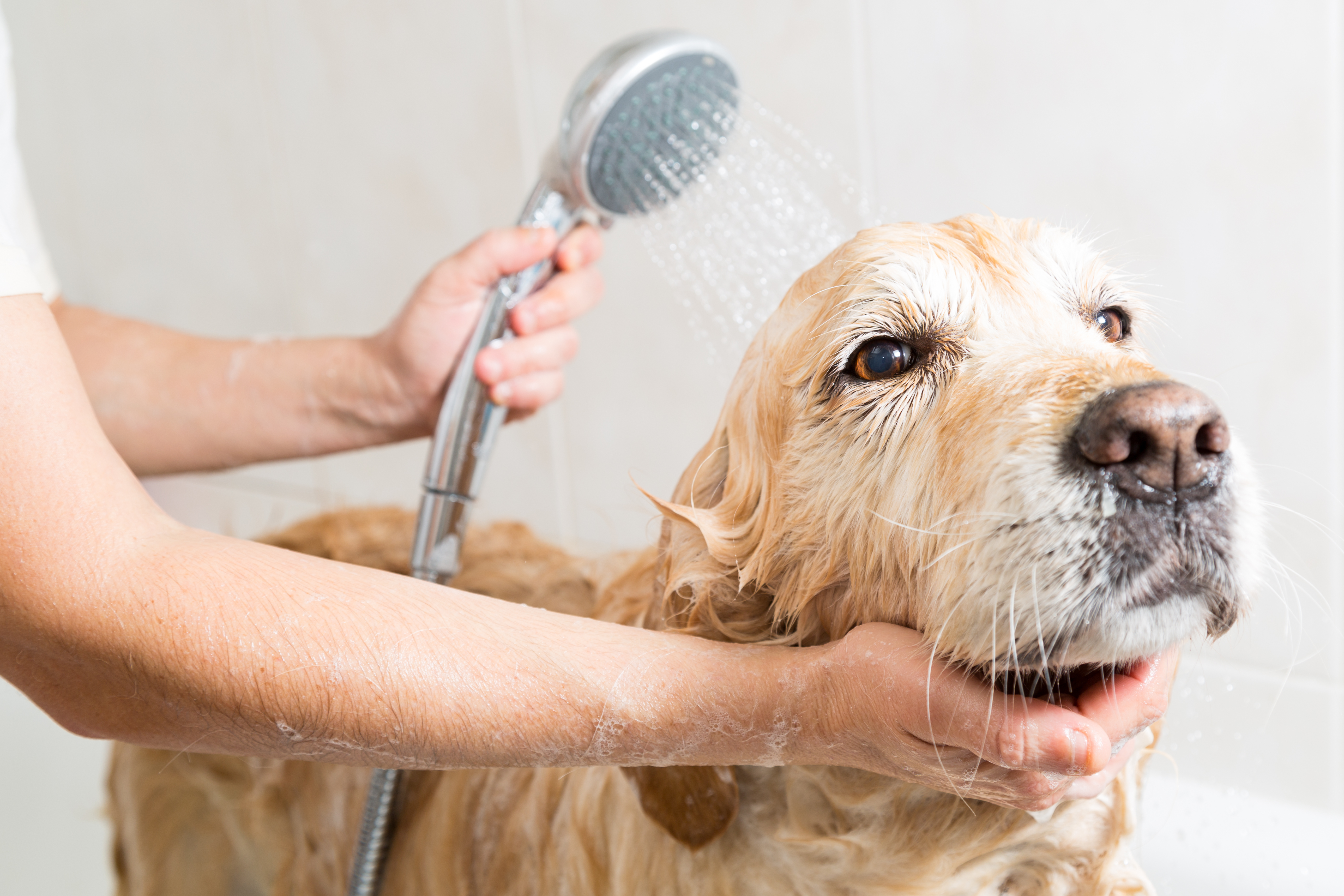 Dog groomer showering a labrador