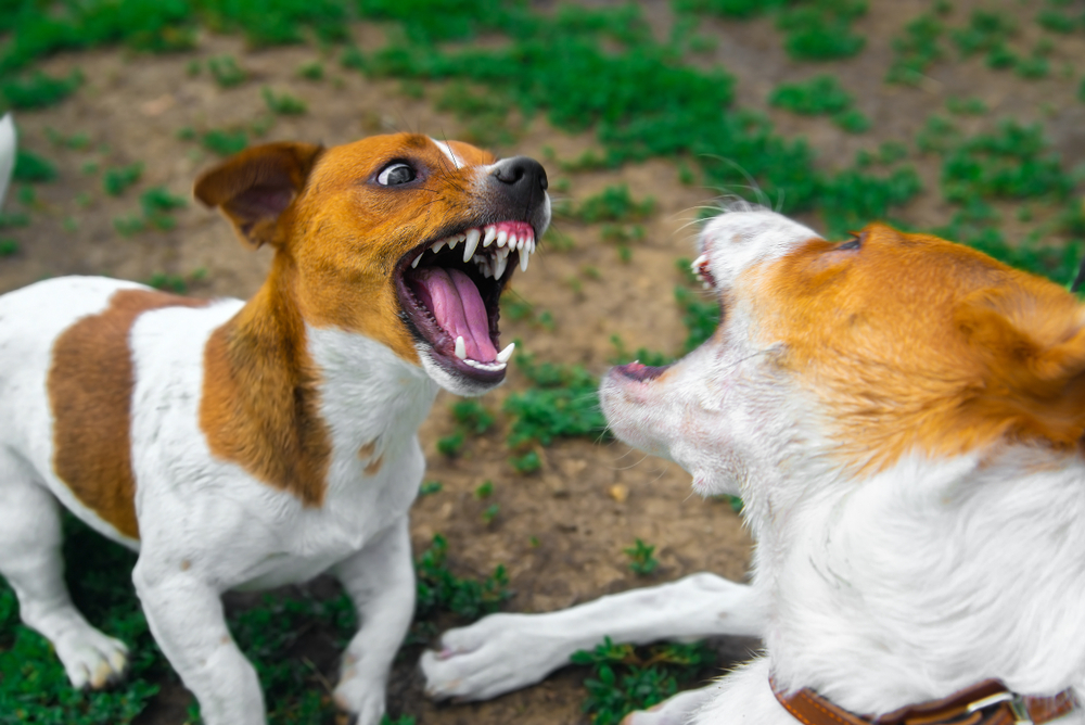 Two dogs fighting