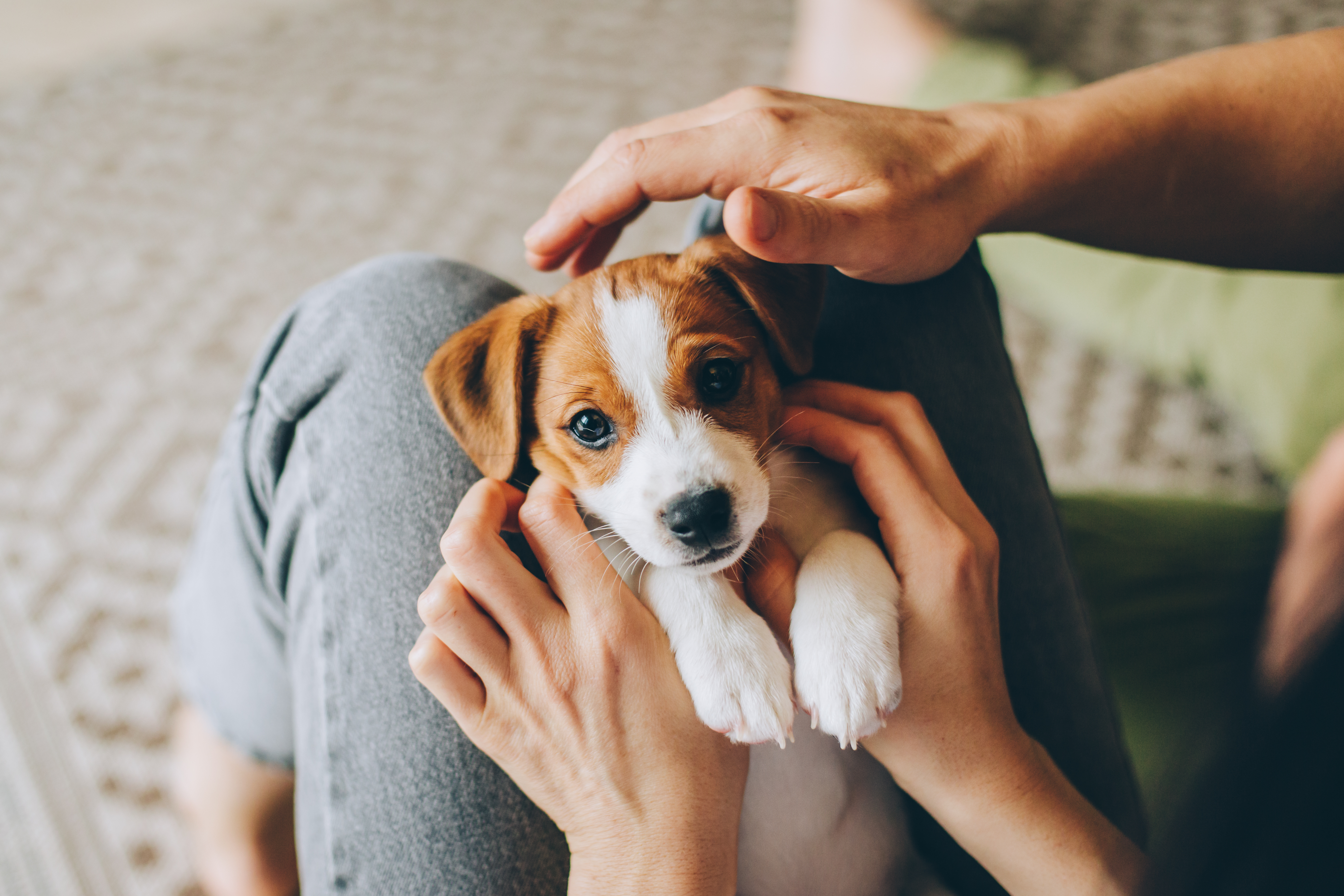 Cute brown and white puppy sitting on someone's lap