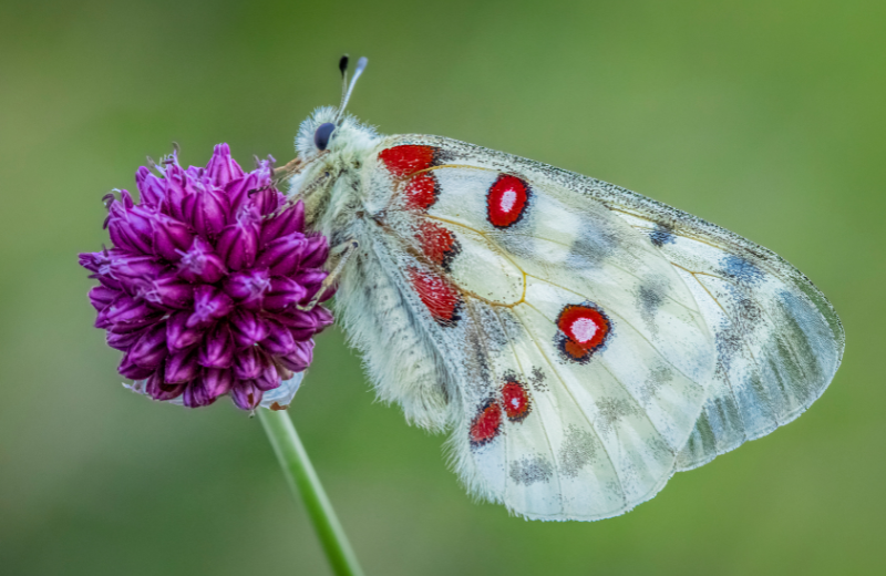 Moth Colours and Their Spiritual Meanings