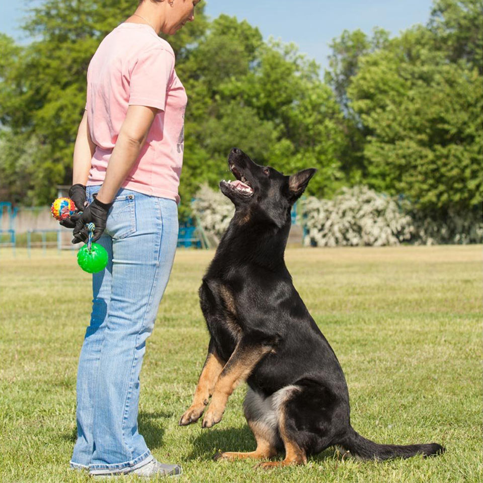 dog trainer courses near me