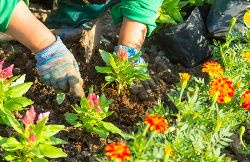 person planting flowers in soil
